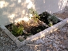 2013-04-21-18h08; Day84; Wisteria planted alongside garage